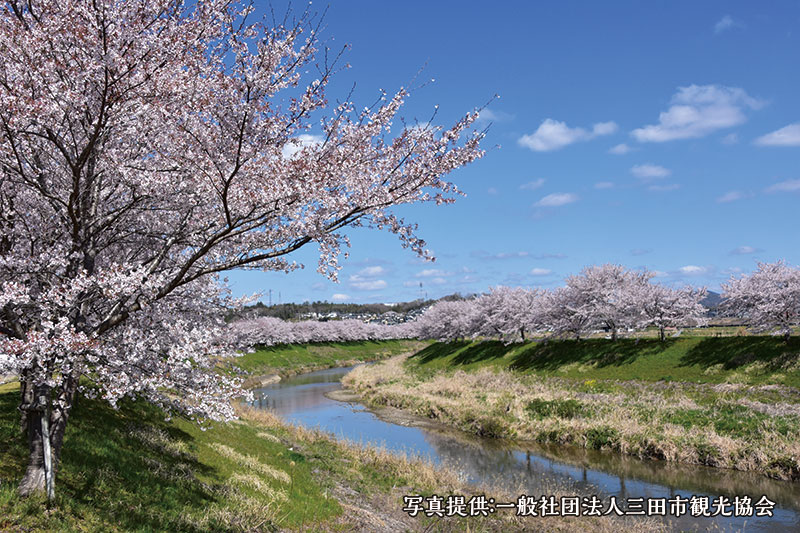 桜花爛漫！行って良かった “穴場” お花見スポット イメージ写真
