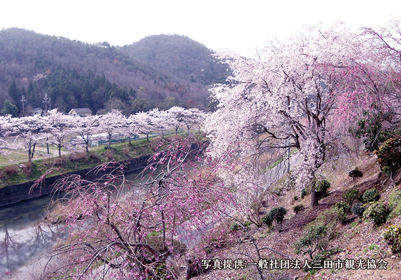 桜花爛漫！行って良かった “穴場” お花見スポット イメージ写真