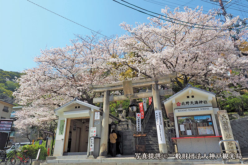 桜花爛漫！行って良かった “穴場” お花見スポット イメージ写真