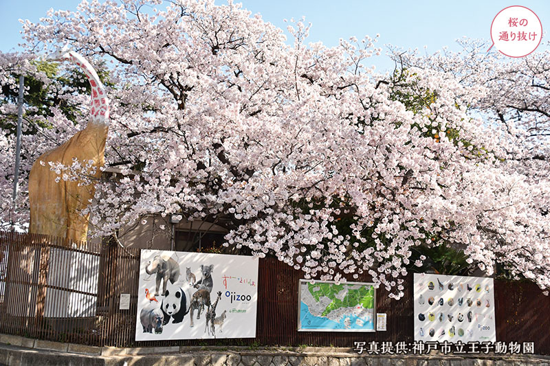 桜花爛漫！行って良かった “穴場” お花見スポット イメージ写真