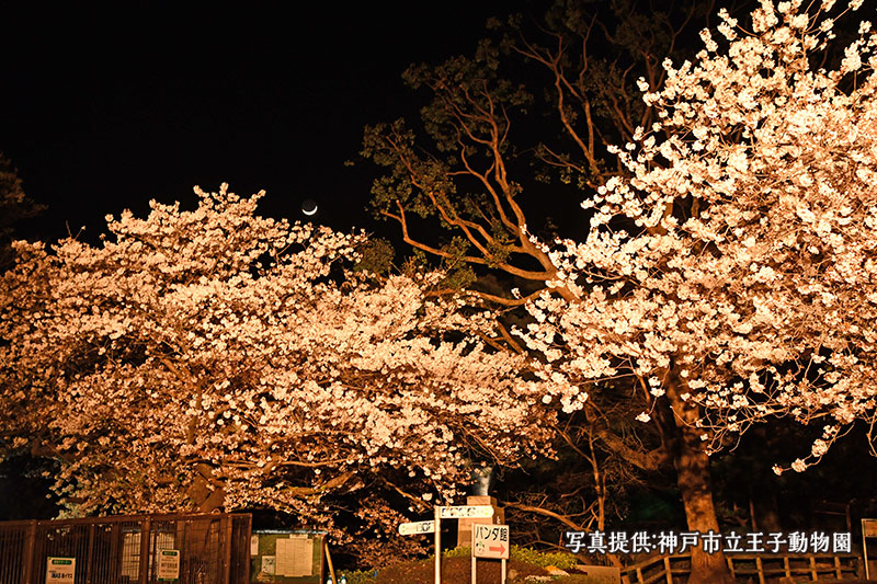 桜花爛漫！知る人ぞ知る “お花見スポット” イメージ写真