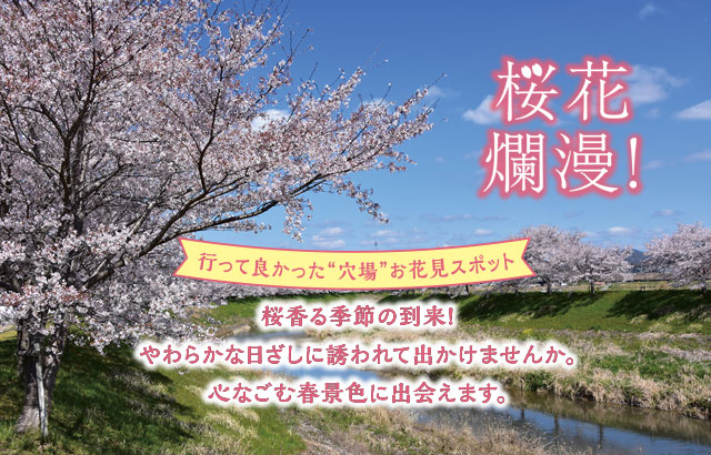 特集「桜花爛漫！行って良かった “穴場” お花見スポット」イメージ写真