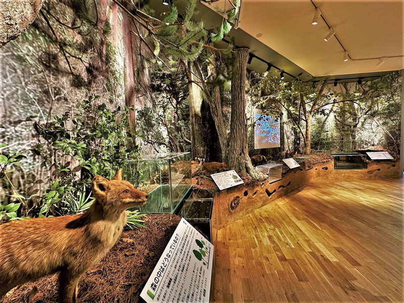 みなとカードの情報誌「Triangle」特集ページ 夏の森で深呼吸！神戸市立森林植物園で楽しむ森林ハイキング（1）森林展示館イメージ