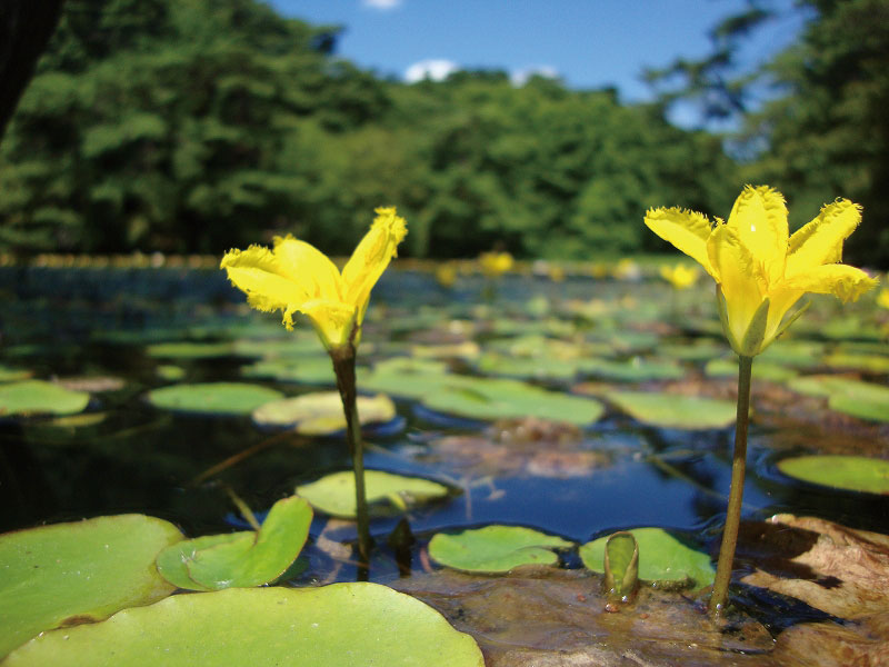 みなとカードの情報誌「Triangle」特集ページ 夏の森で深呼吸！神戸市立森林植物園で楽しむ森林ハイキング（3）長谷池イメージ