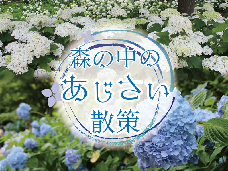 みなとカードの情報誌「Triangle」特集ページ 夏の森で深呼吸！神戸市立森林植物園で楽しむ森林ハイキング「森の中のあじさい散策会」