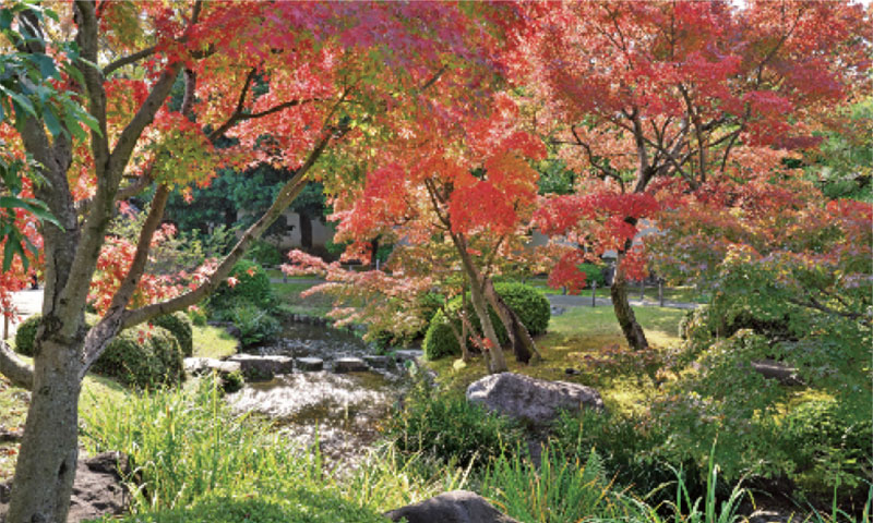 贅沢な秋の一日。日本庭園で観楓(かんぷう)を愉しむ「姫路城西御屋敷跡庭園 好古園」 イメージ写真